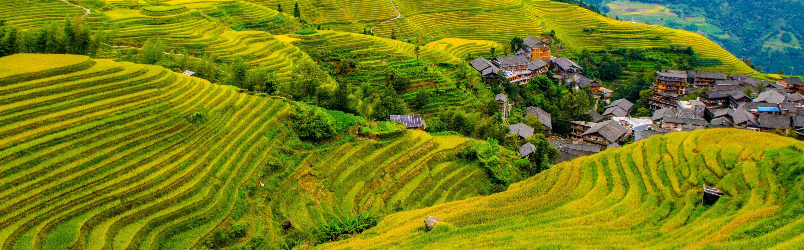Longji Rice Terraces: Tips, Hiking Routes & Best Times