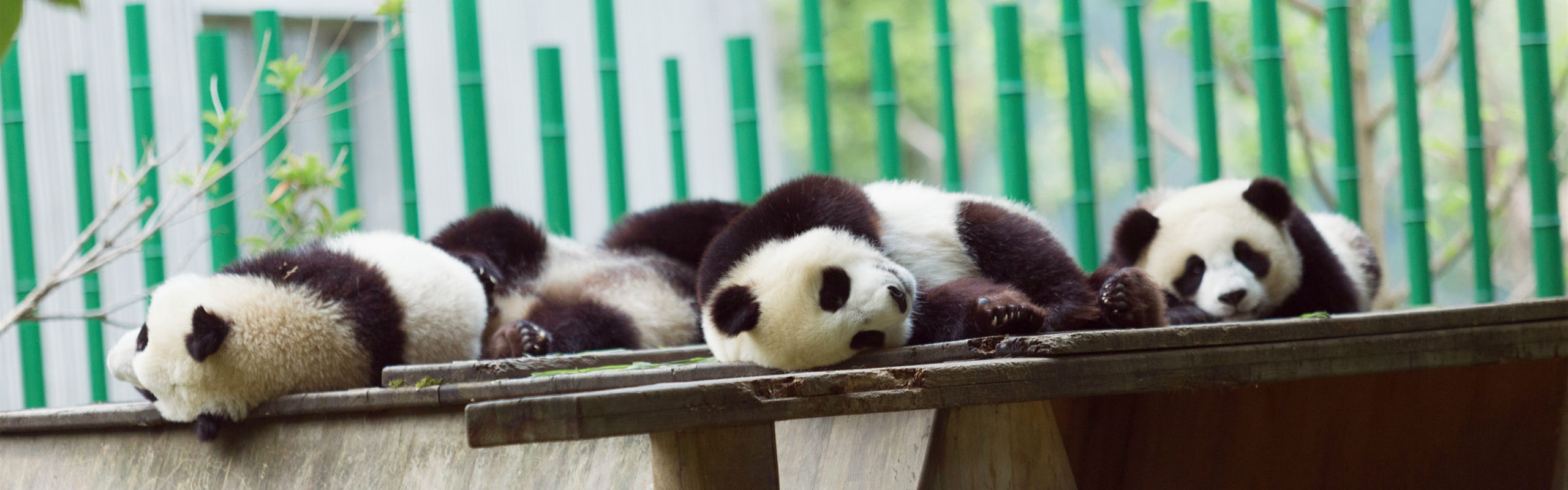 Chengdu Small Group Day Tours