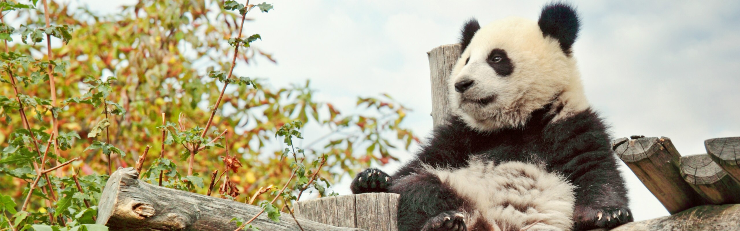 China Panda Tours 2026, Panda Volunteer Program